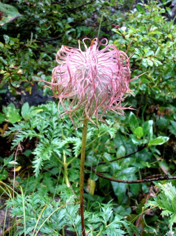 2011_DachsteinFrankPeter (6)